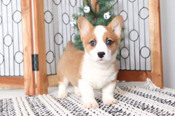 Drake - Darling Little Male AKC Corgi Puppy - Image 3