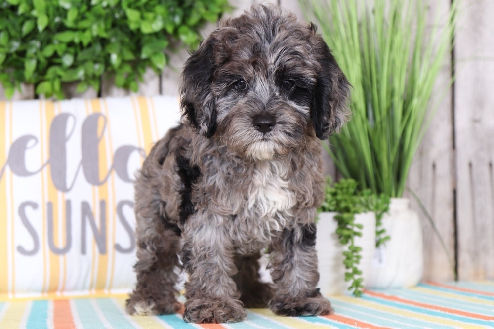 blue merle cockapoo puppies for sale