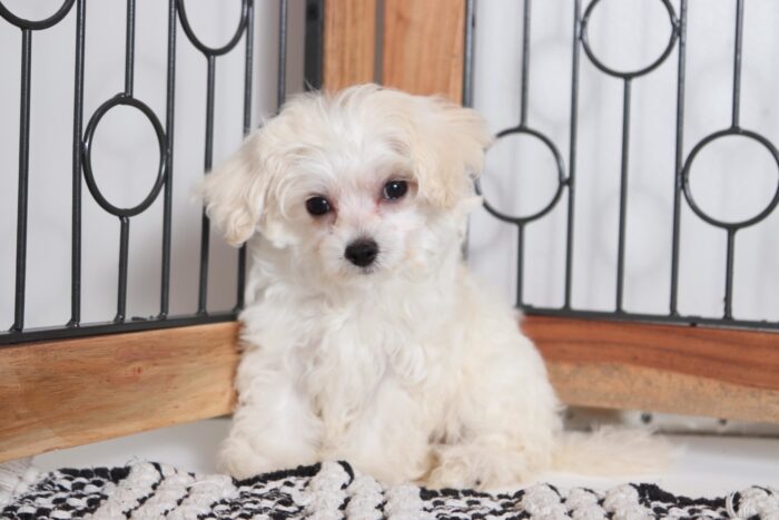 Dream - Adorable Little Maltipoo Puppy - Image 2