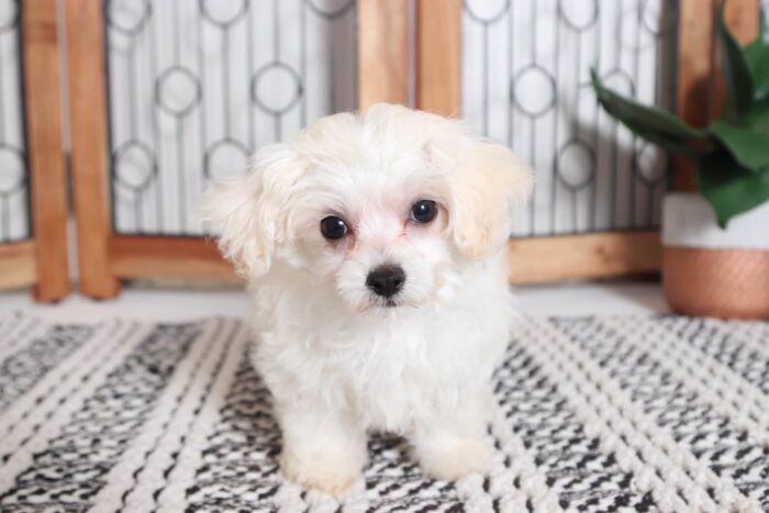 Dream - Adorable Little Maltipoo Puppy - Image 3