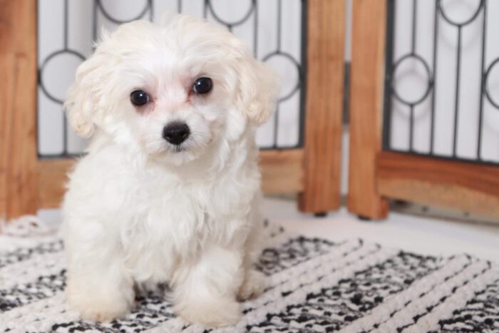Dream - Adorable Little Maltipoo Puppy - Image 4