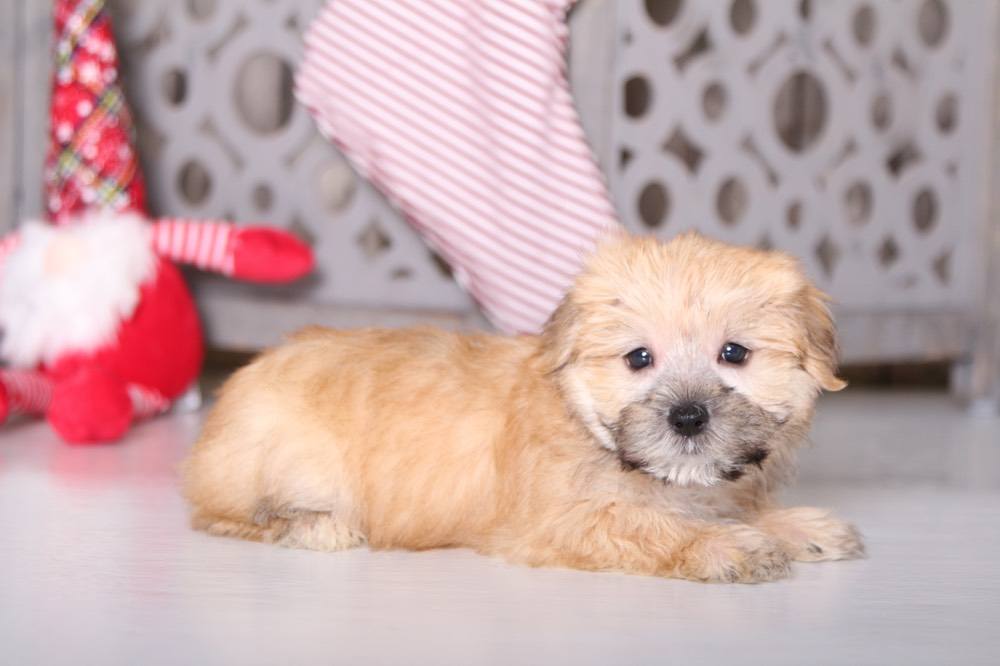 Dude - Sharp Looking Morkie