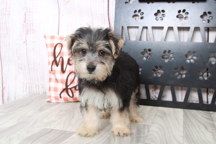Dumpling - Brilliant Male Morkie Puppy