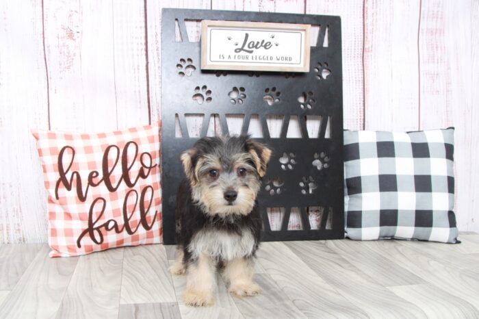 Dumpling - Brilliant Male Morkie Puppy - Image 2
