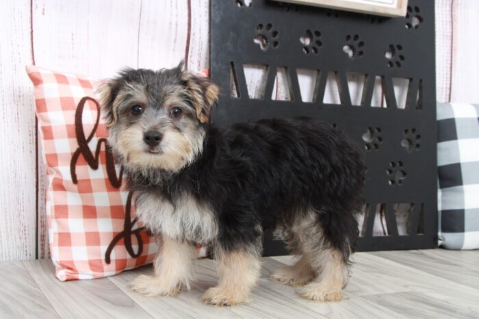 Dumpling - Brilliant Male Morkie Puppy - Image 5