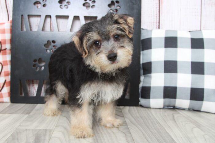 Dumpling - Brilliant Male Morkie Puppy - Image 4