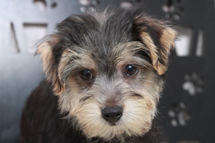 Dumpling - Brilliant Male Morkie Puppy - Image 3