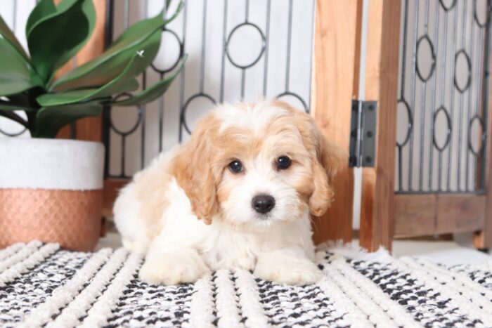 Dustin - Loving Male Cavachon Puppy
