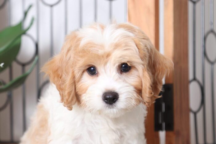 Dustin - Loving Male Cavachon Puppy - Image 2