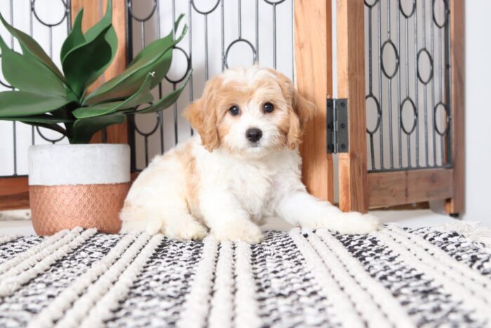 Dustin - Loving Male Cavachon Puppy - Image 3