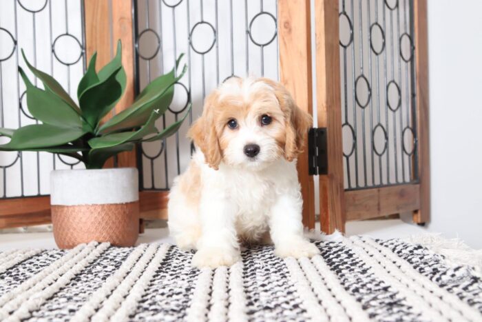 Dustin - Loving Male Cavachon Puppy - Image 4