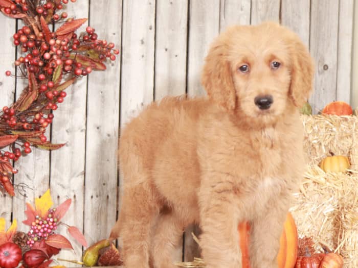 Dusty- Dearest Goldendoodle Puppy