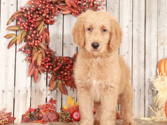 Dusty- Dearest Goldendoodle Puppy - Image 2