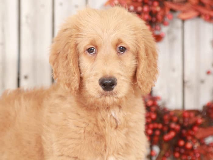 Dusty- Dearest Goldendoodle Puppy - Image 3