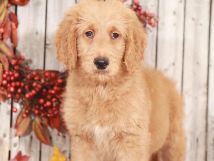 Dusty- Dearest Goldendoodle Puppy - Image 4