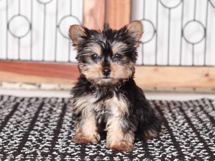 Echo- Loving little Teacup ACA Male Yorkie Puppy - Image 4