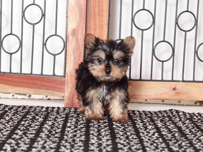 Echo- Loving little Teacup ACA Male Yorkie Puppy - Image 3