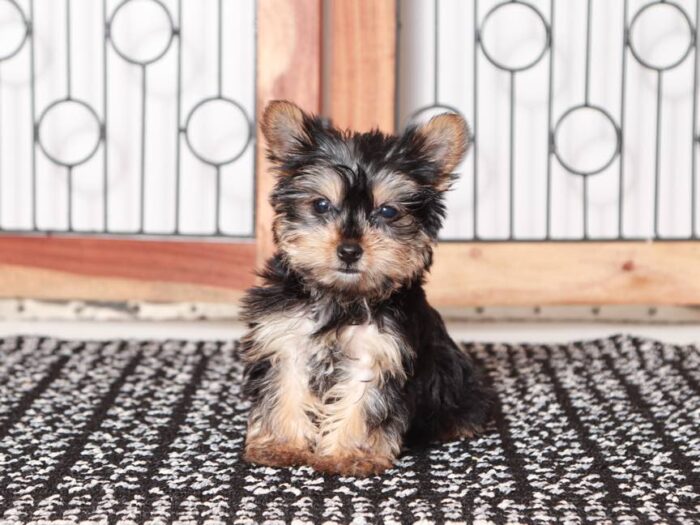 Echo- Loving little Teacup ACA Male Yorkie Puppy - Image 2