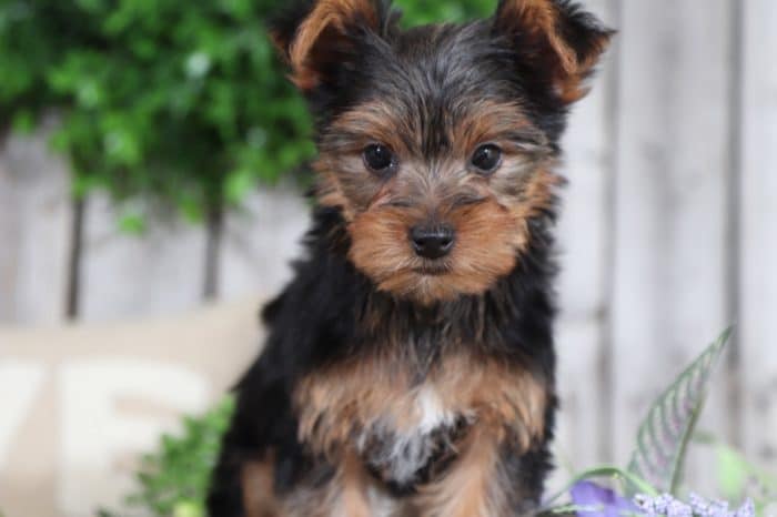 Eddie - Handsome TOY Yorkie - Image 5