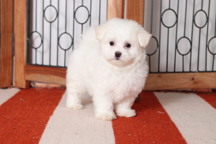 Eddie - Funny Little Male Maltese Puppy