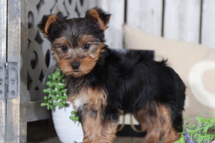 Eddie - Handsome TOY Yorkie - Image 4