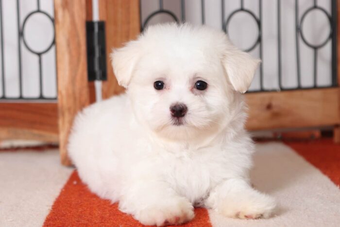Eddie - Funny Little Male Maltese Puppy - Image 2