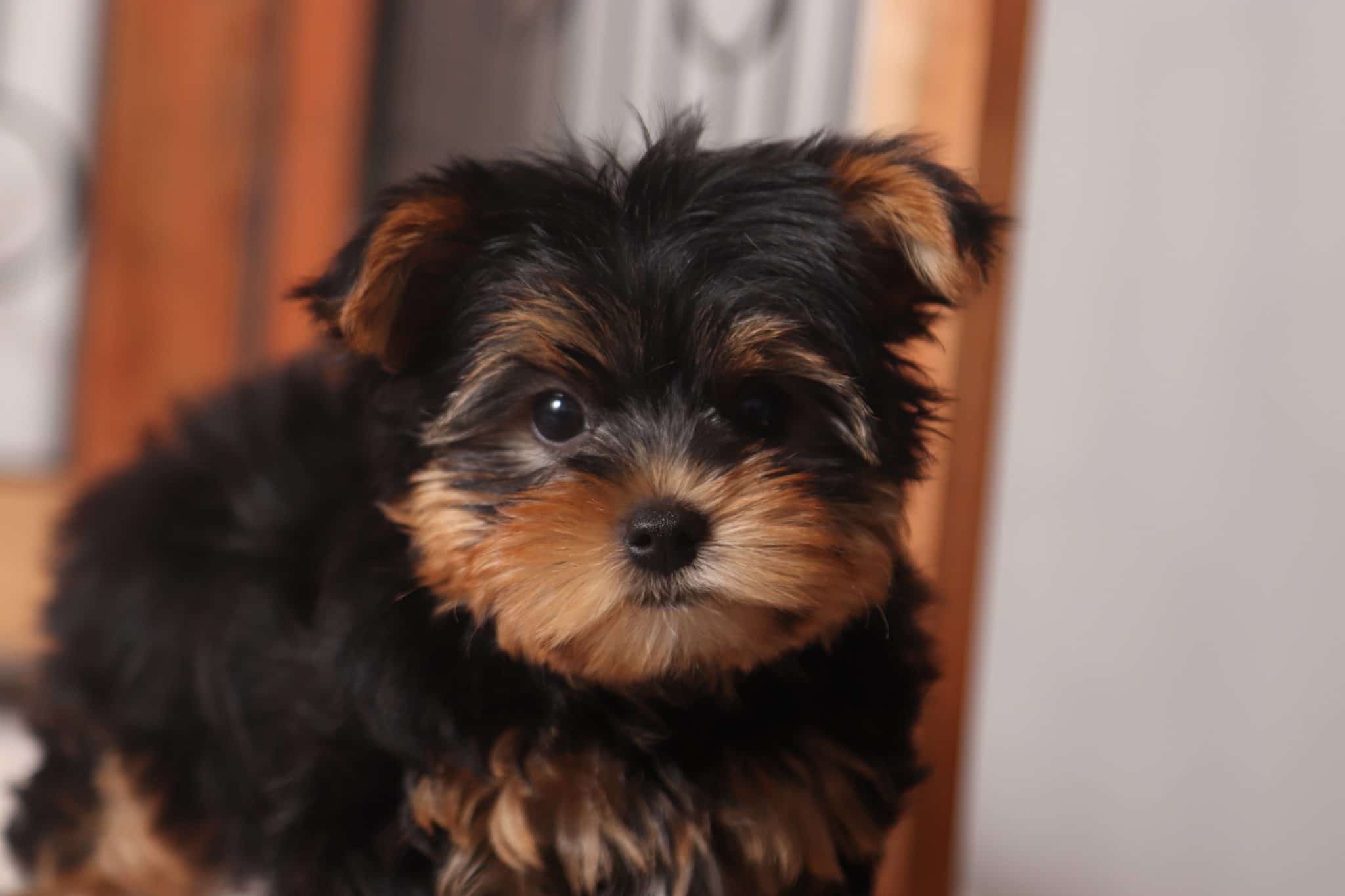 Eddie - Cool Little ACA Male Yorkie - Image 2