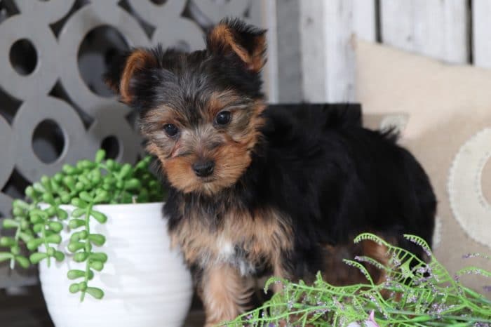 Eddie - Handsome TOY Yorkie - Image 3