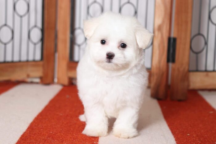 Eddie - Funny Little Male Maltese Puppy - Image 3