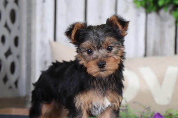 Eddie - Handsome TOY Yorkie - Image 2