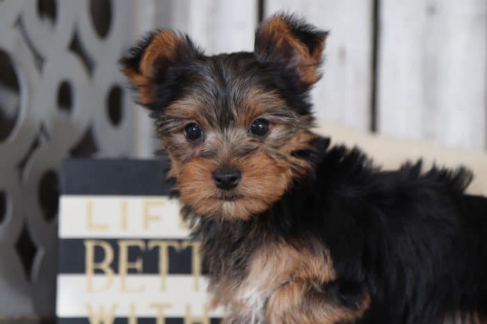 Eddie - Handsome TOY Yorkie