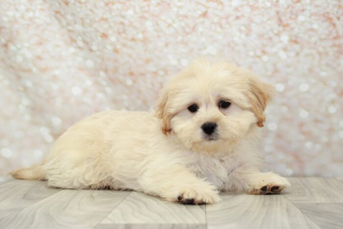 Eddy -Spunky Male Shih-Poo Puppy