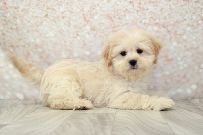 Eddy -Spunky Male Shih-Poo Puppy - Image 2