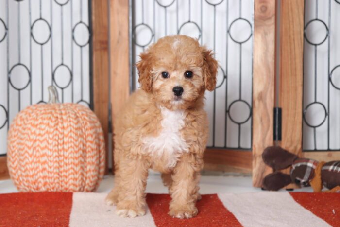 Eleanor - Adorable Red Female Cavapoo Puppy