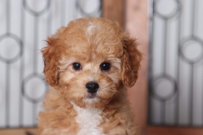 Eleanor - Adorable Red Female Cavapoo Puppy - Image 2
