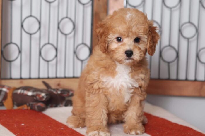 Eleanor - Adorable Red Female Cavapoo Puppy - Image 3