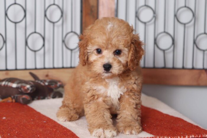 Eleanor - Adorable Red Female Cavapoo Puppy - Image 4