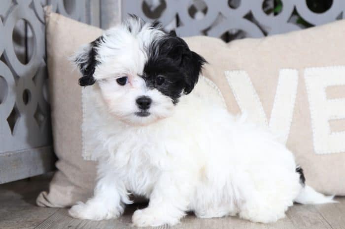 Eleanore - Precious Teddy Bear - Image 2