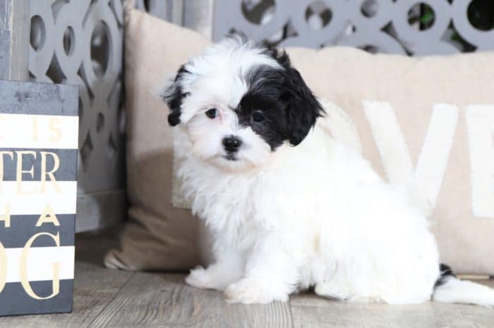 Eleanore - Precious Teddy Bear - Image 4