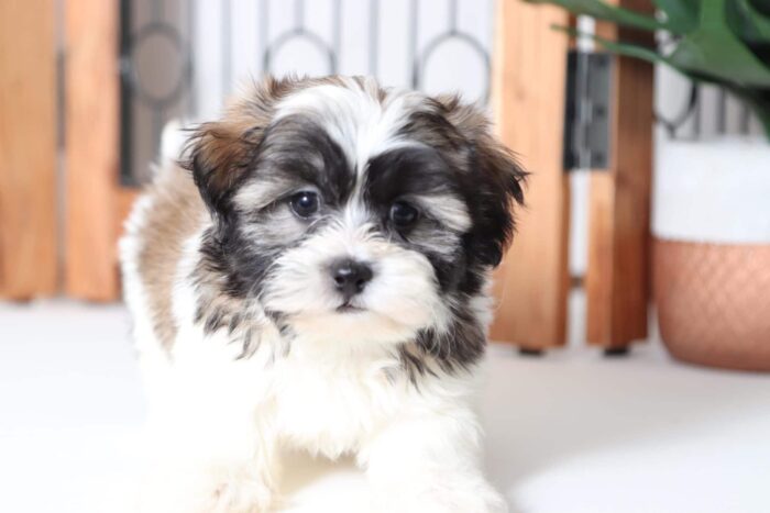 Eli - Cuddly Male Teddy Bear Puppy