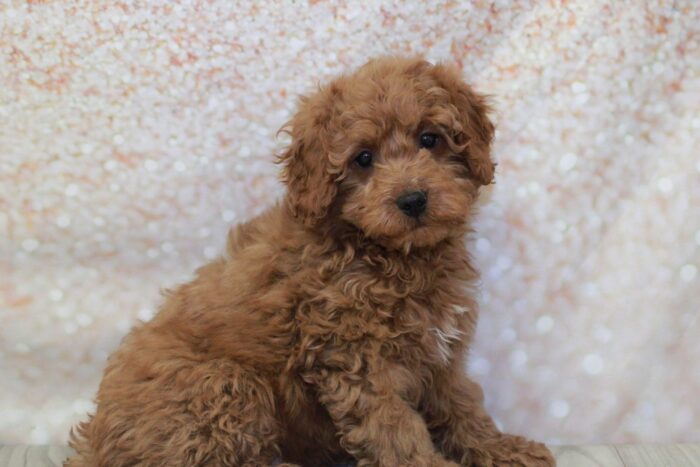 Eli- Happy Mini Male Goldendoodle Puppy - Image 4