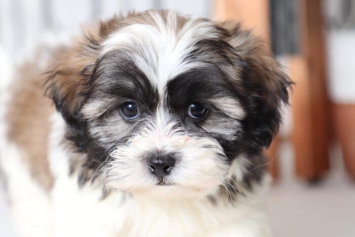 Eli - Cuddly Male Teddy Bear Puppy - Image 2