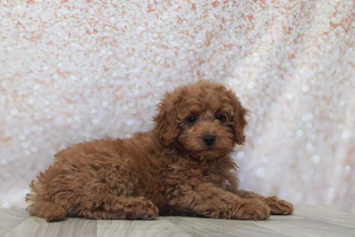 Eli- Happy Mini Male Goldendoodle Puppy - Image 3
