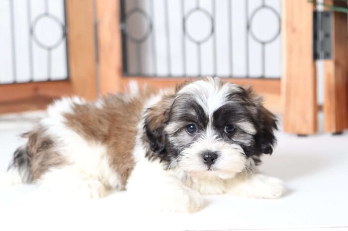Eli - Cuddly Male Teddy Bear Puppy - Image 3