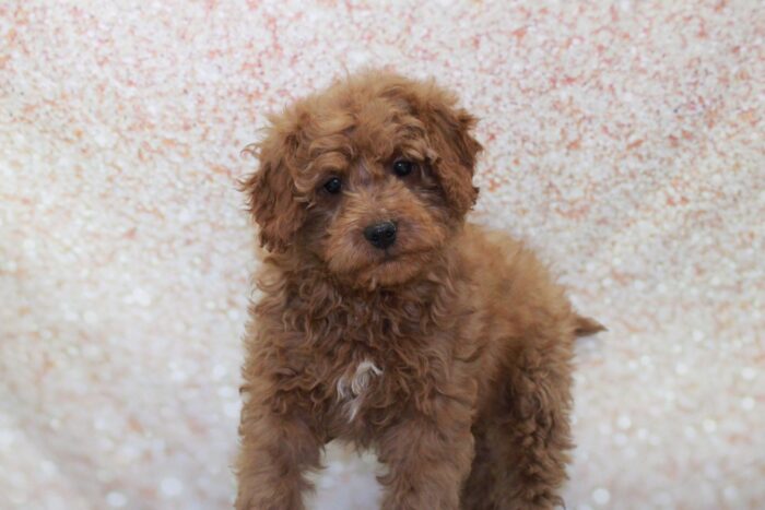 Eli- Happy Mini Male Goldendoodle Puppy - Image 2