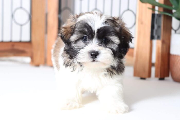 Eli - Cuddly Male Teddy Bear Puppy - Image 4