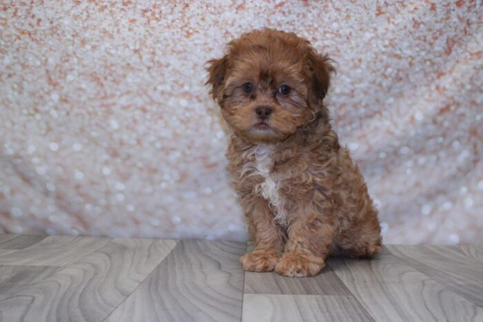 Ella - Marvelous Female Shih-Poo Puppy