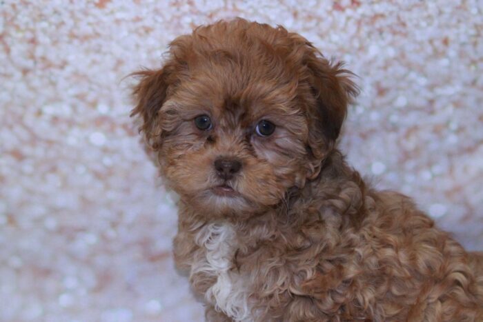 Ella - Marvelous Female Shih-Poo Puppy - Image 3