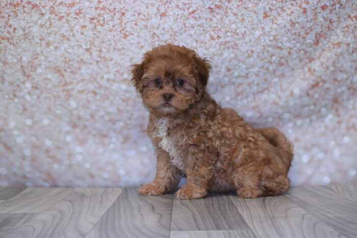 Ella - Marvelous Female Shih-Poo Puppy - Image 2