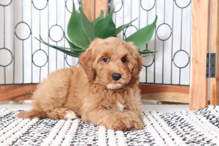 Ellie - Adorable Female Mini Goldendoodle Puppy